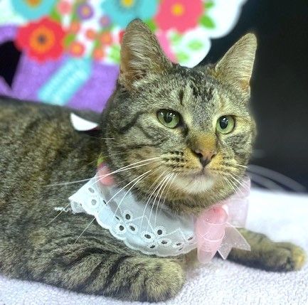PURDITA - Beautiful, Soft, Silky, Sweet, Social, Bengal Mix Girl!