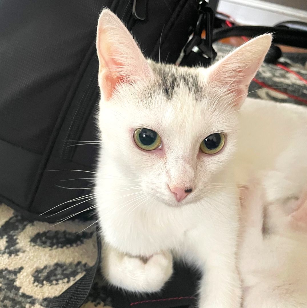 FARES - Exotic Beauty and Amazing Sweetheart!