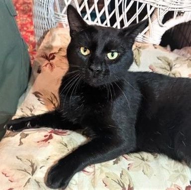 LINCOLN - Handsome, Loving, Bombay Boy...and Coolest House Panther Ever!