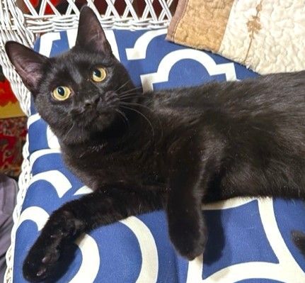 CALLUM - the Dashing Bombay, Dog-in-a-Cat-Suit!