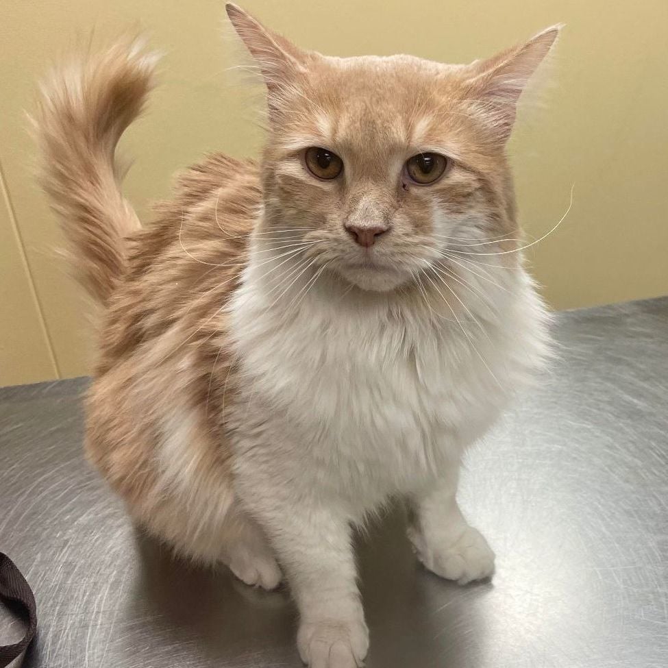 Mr. Peaches ** Super Friendly **