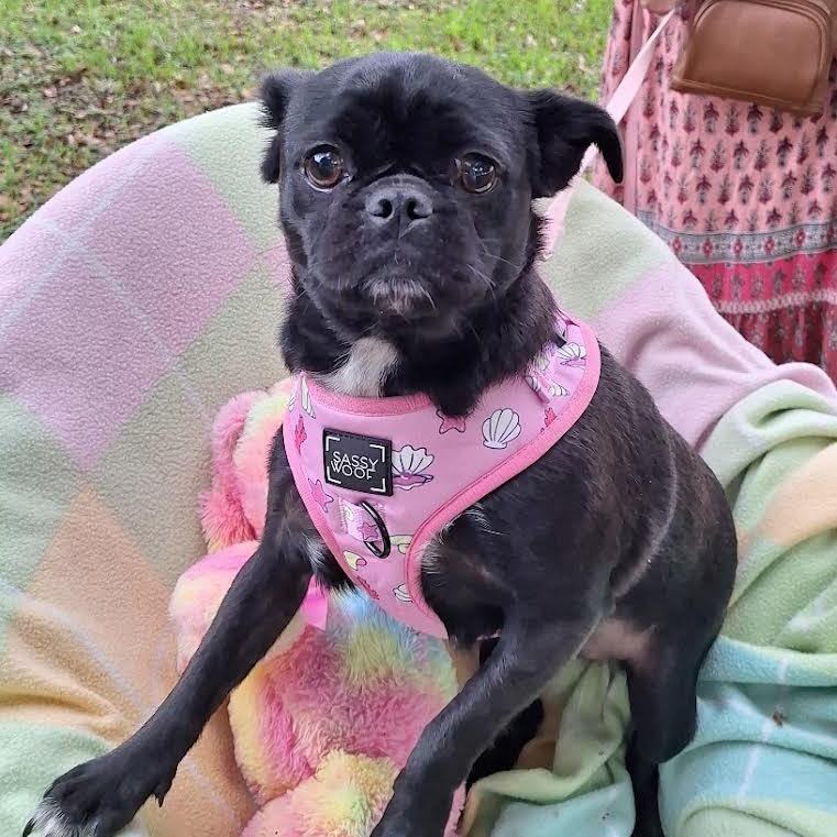 Pearlette WA13173-T  LOCAL Adoption Event in Bellevue  03/22 & 03/23