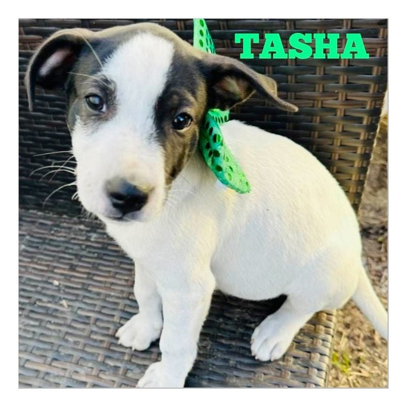 Tasha