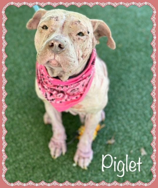 PIGLET Rescue only