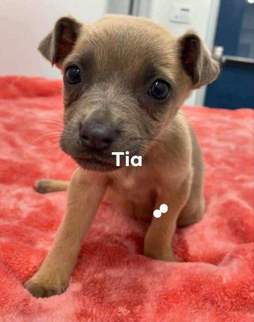 TIA