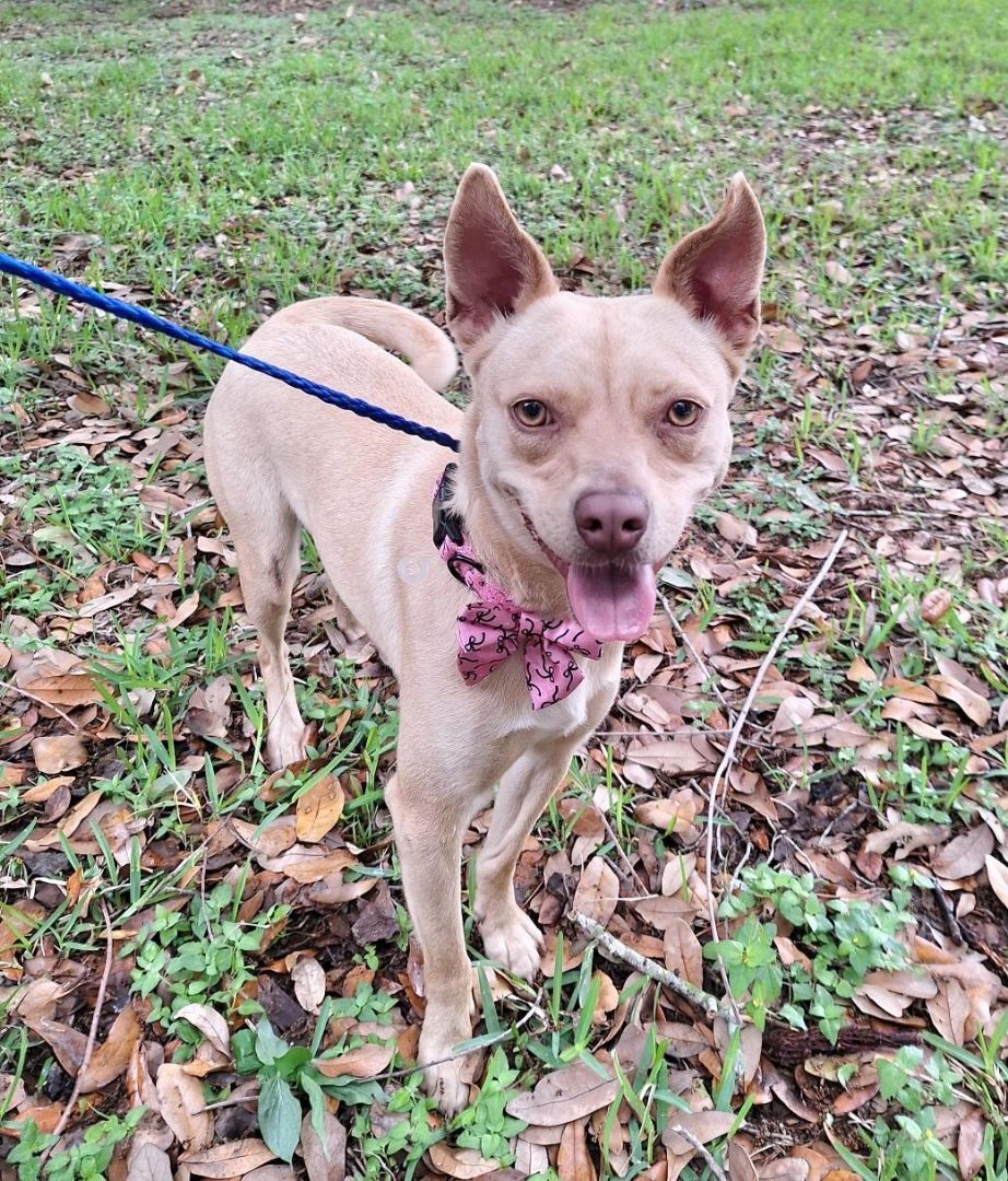 Lizotte WA13110-T  LOCAL Adoption Event in Bellevue  03/22 & 03/23