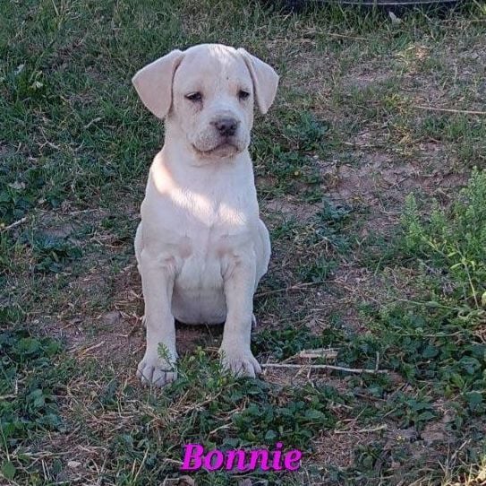 Bonnie