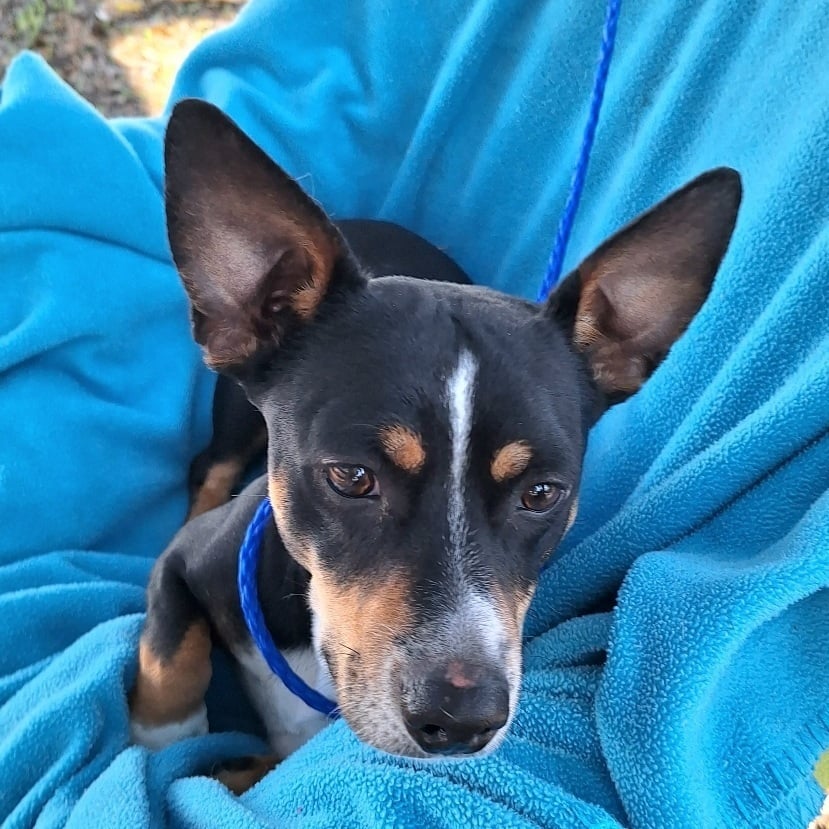 Vinedo BR13116-T  LOCAL Adoption Event in Burlington  03/24