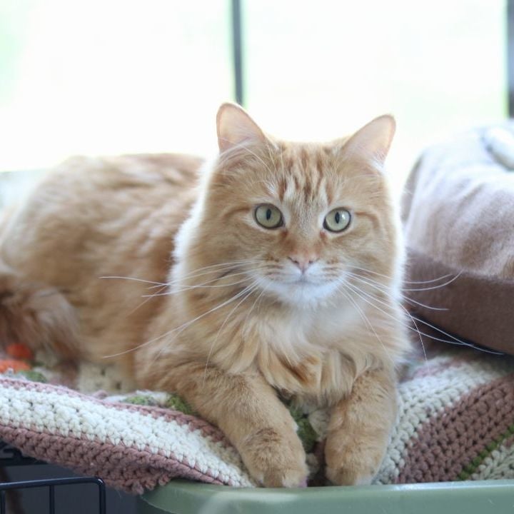 Spooner (outdoor or barn cat)