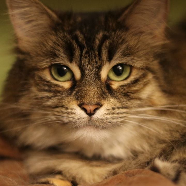 Pink (barn or outdoor cat)