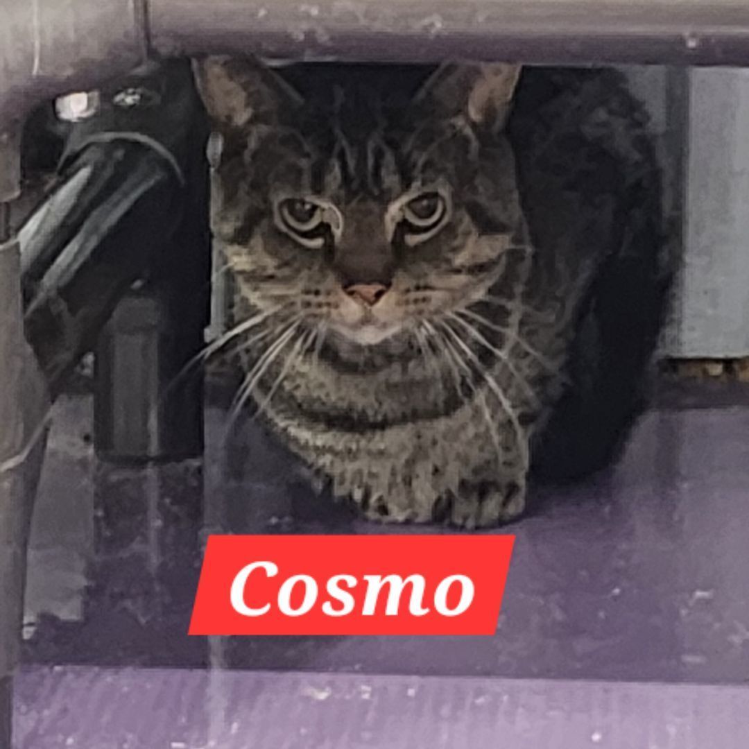 Cosmo
