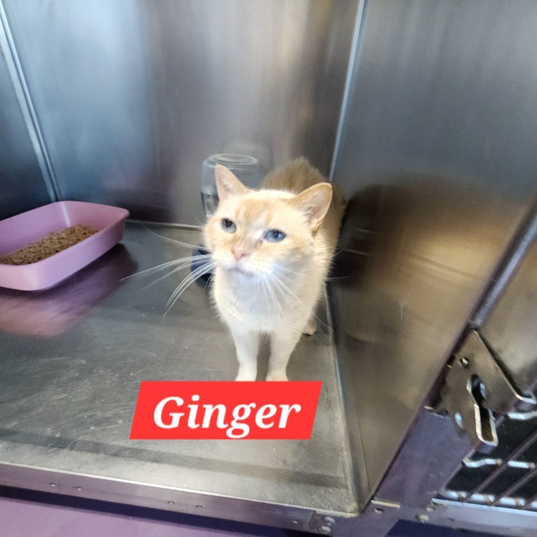Ginger