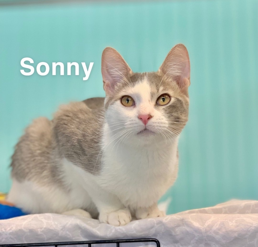 Sonny