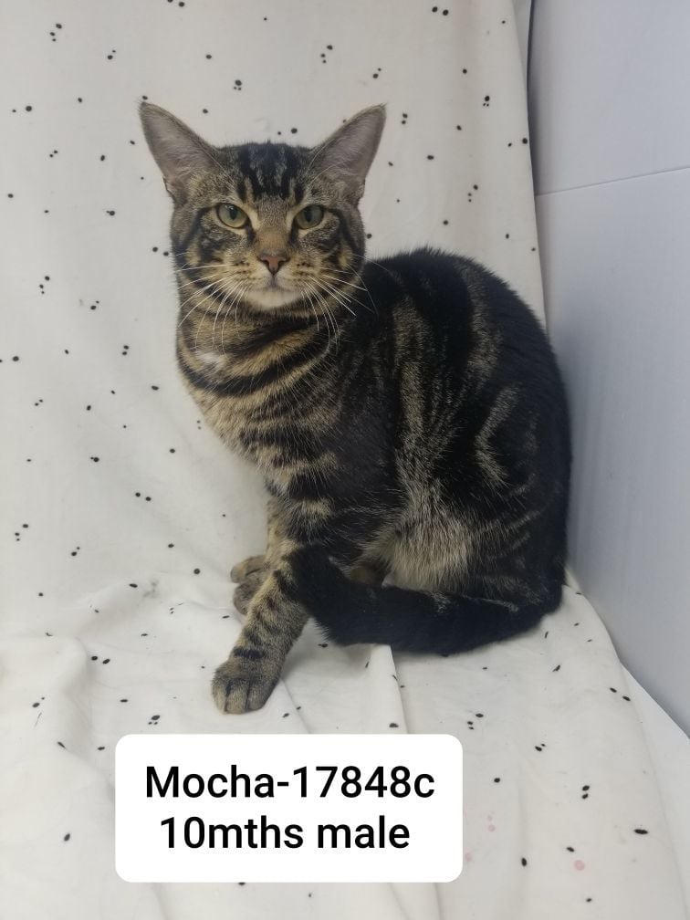 Mocha