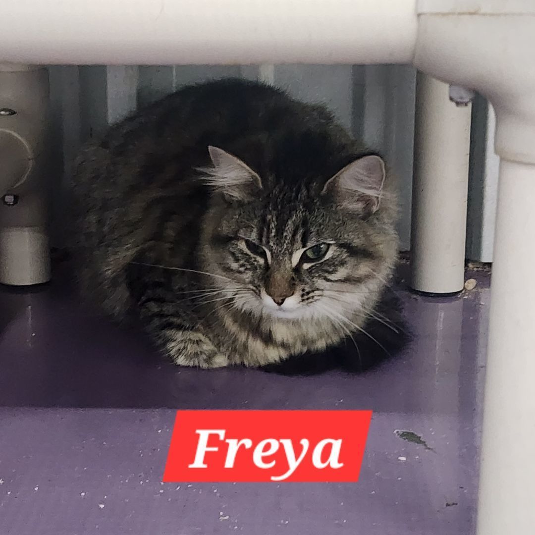 Freya