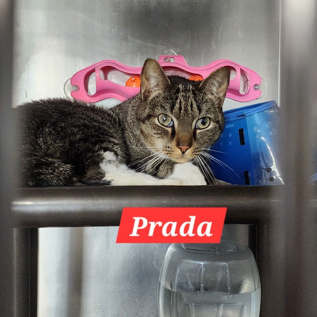 Prada
