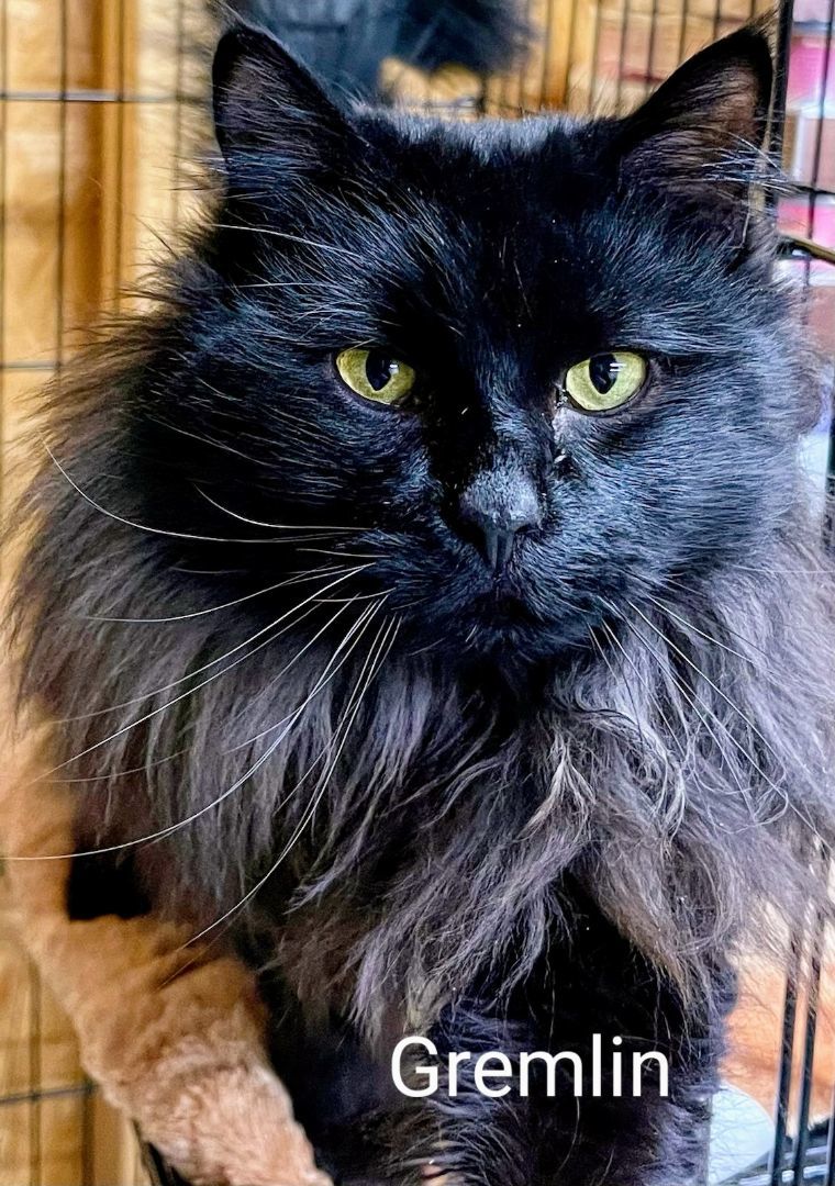 Gremlin