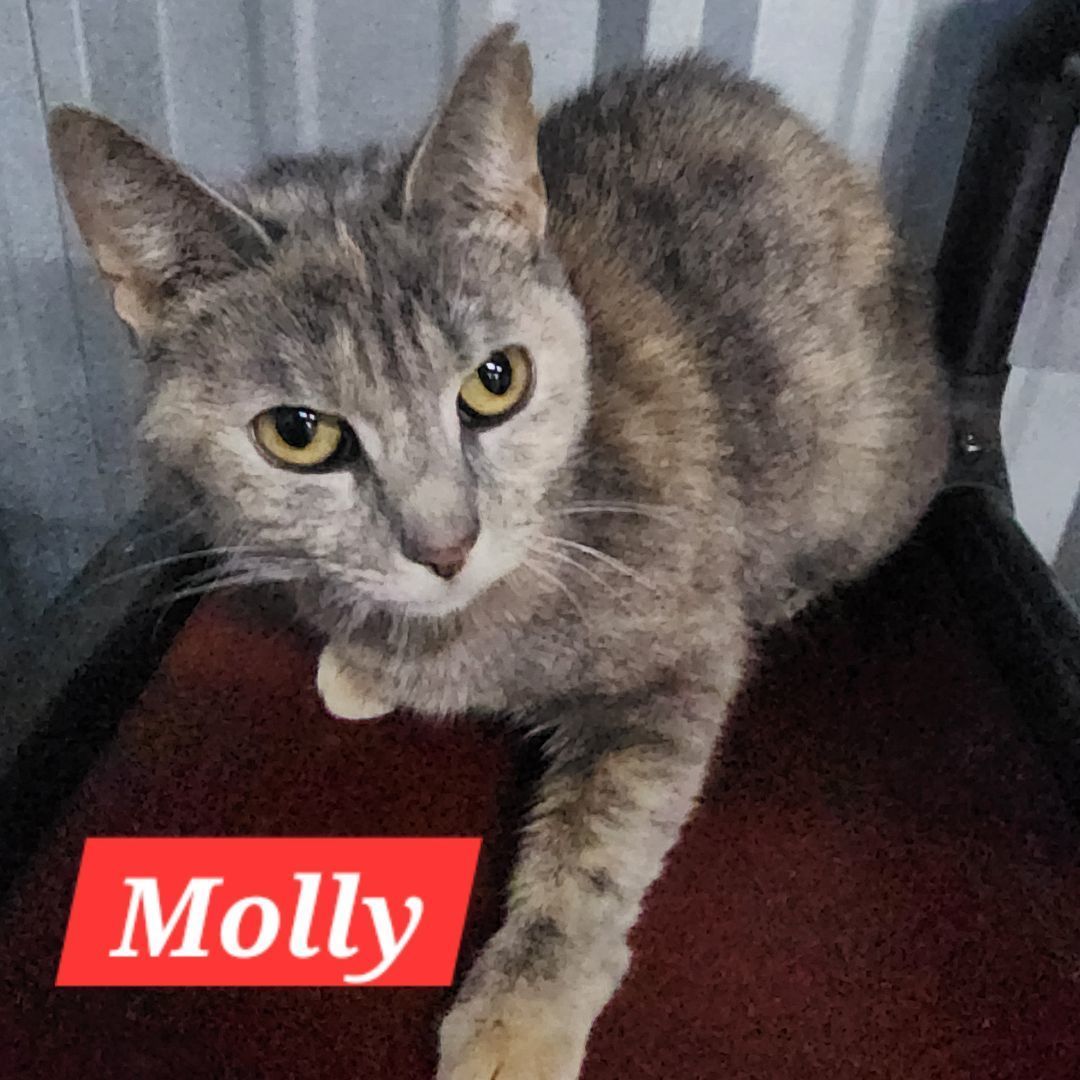 Molly
