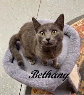 Bethany (Gentle and loving girl wants a forever home to snuggle in)