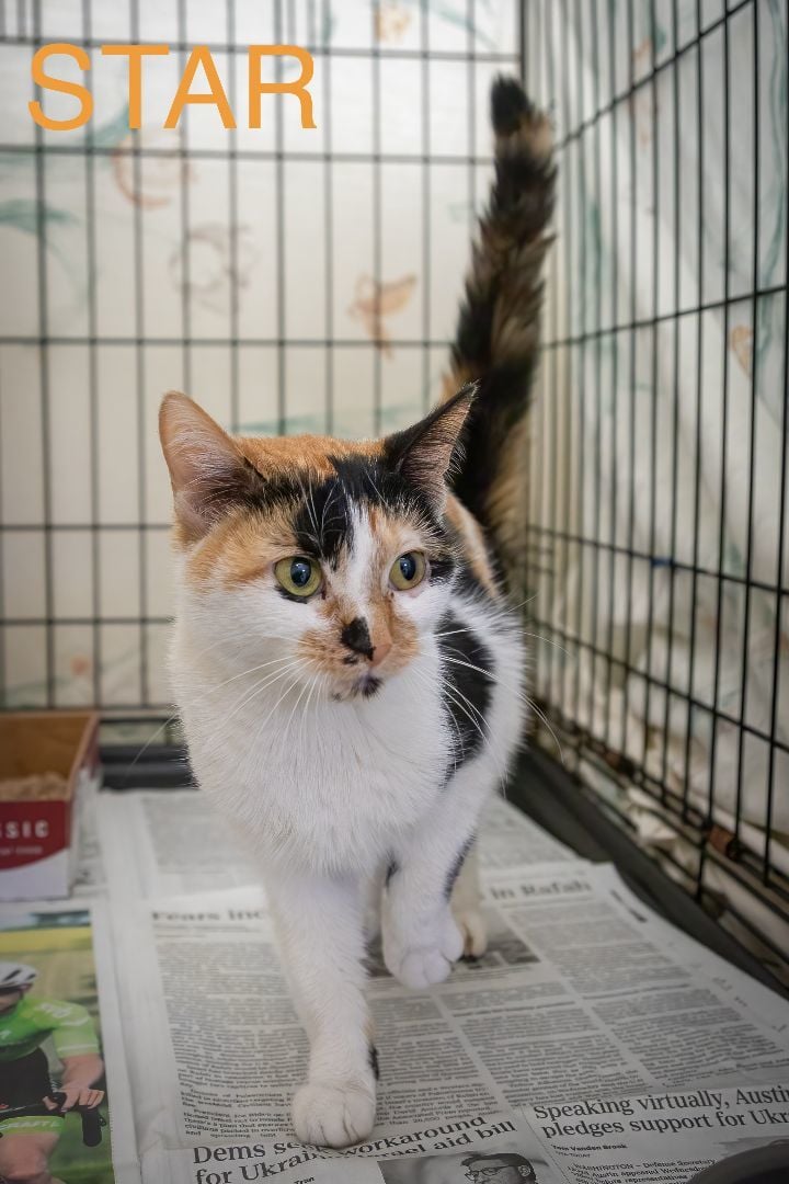 Star (FCID# 03/13/2024 - 30 Trainer)