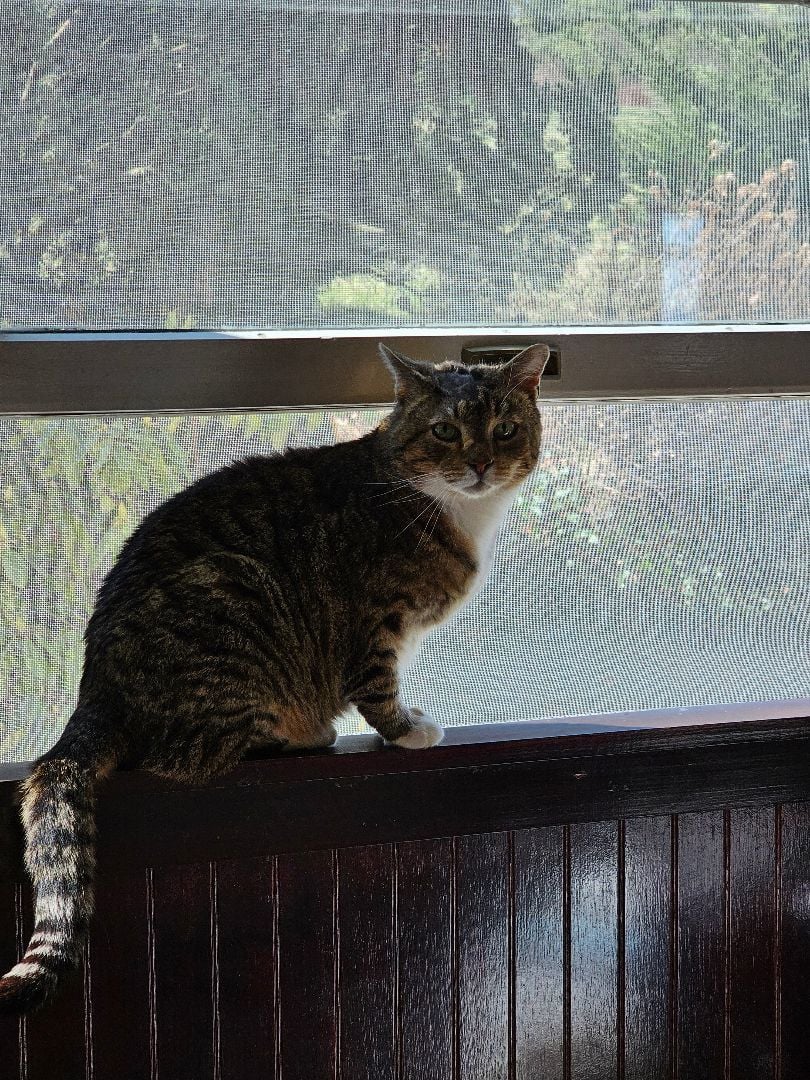 Bundt~ Courtesy Post 