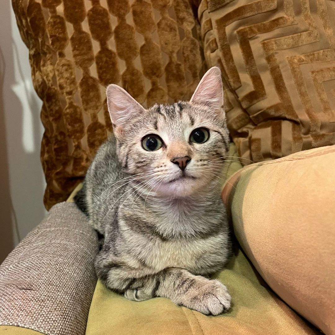 Bok Choy & Snow Pea - bonded sisters