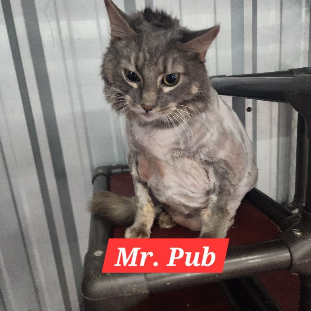 Mr. Pub