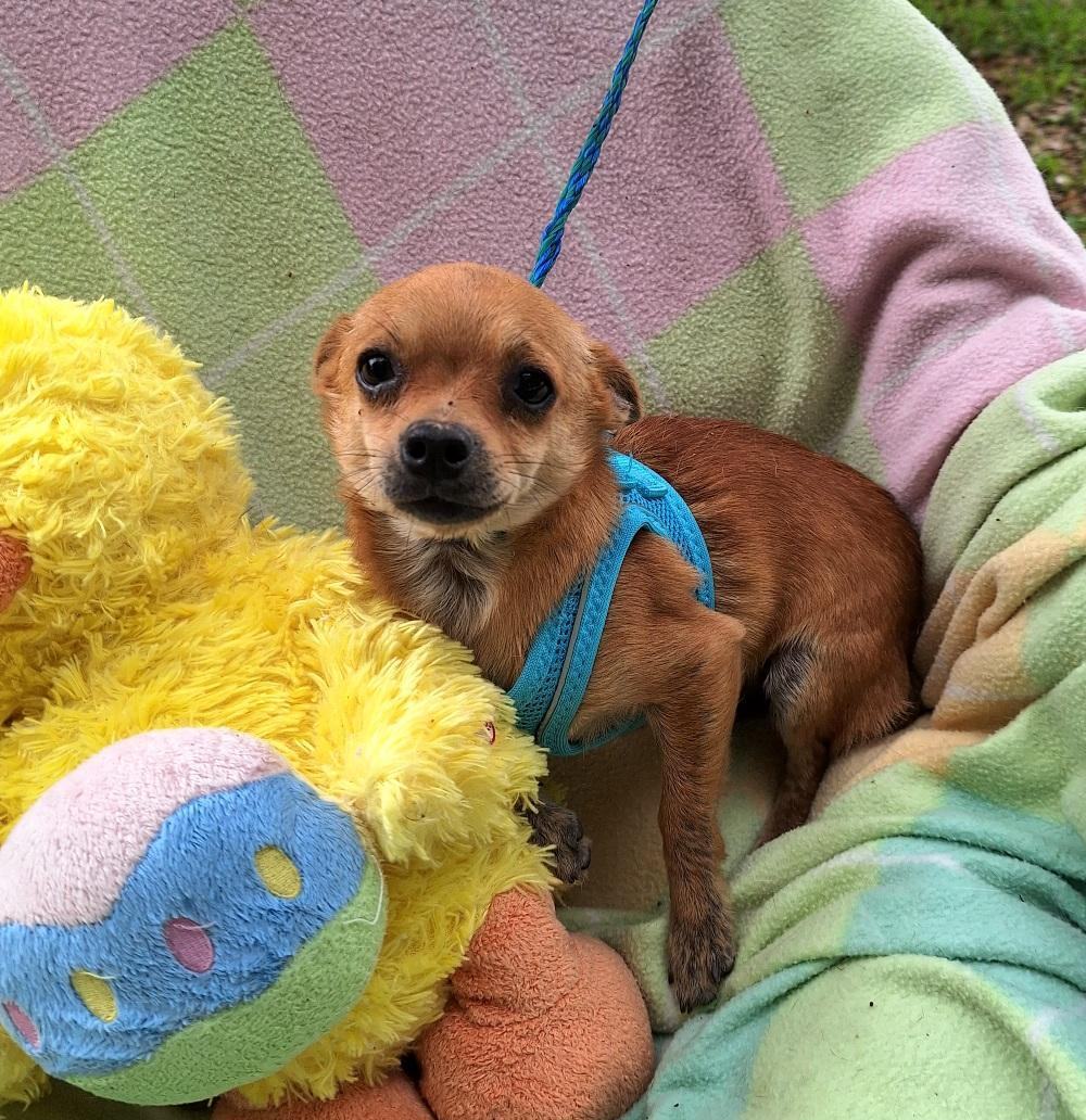 Remigio WA13125-T ... ONLY 5 pounds !!  LOCAL Adoption Event in Bellevue  03/22 & 03/23