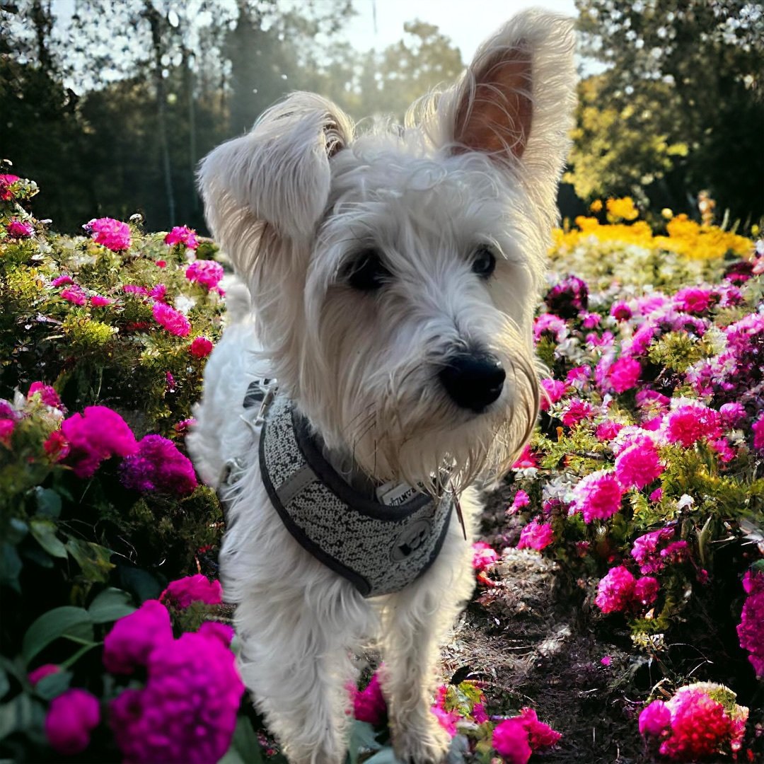 Scout / Redington Beach 