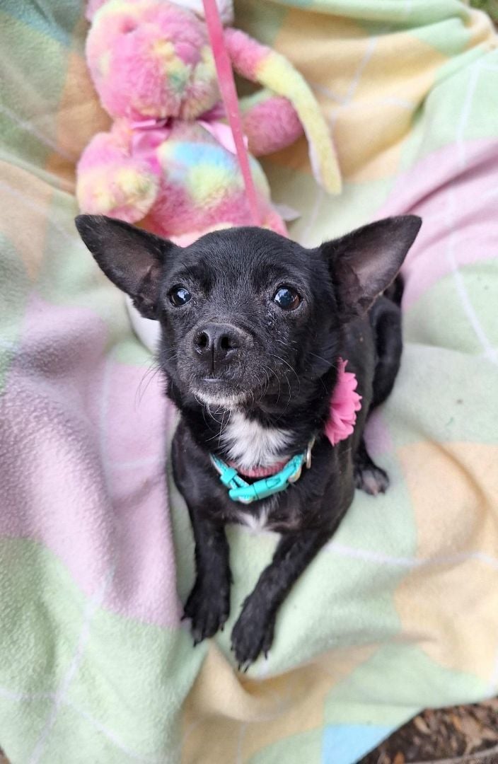 Rukana WA13126-T  LOCAL Adoption Event in Bellevue  03/22 & 03/23