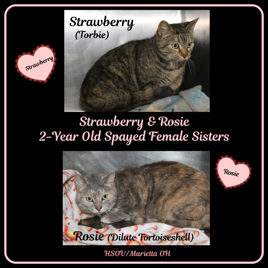 Strawberry & Rosie (Spayed)