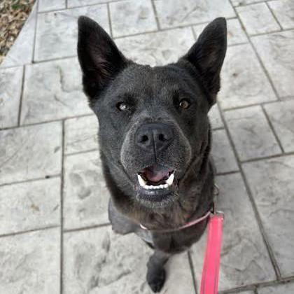 Blueberry Marie (139747) (In a Foster Home)