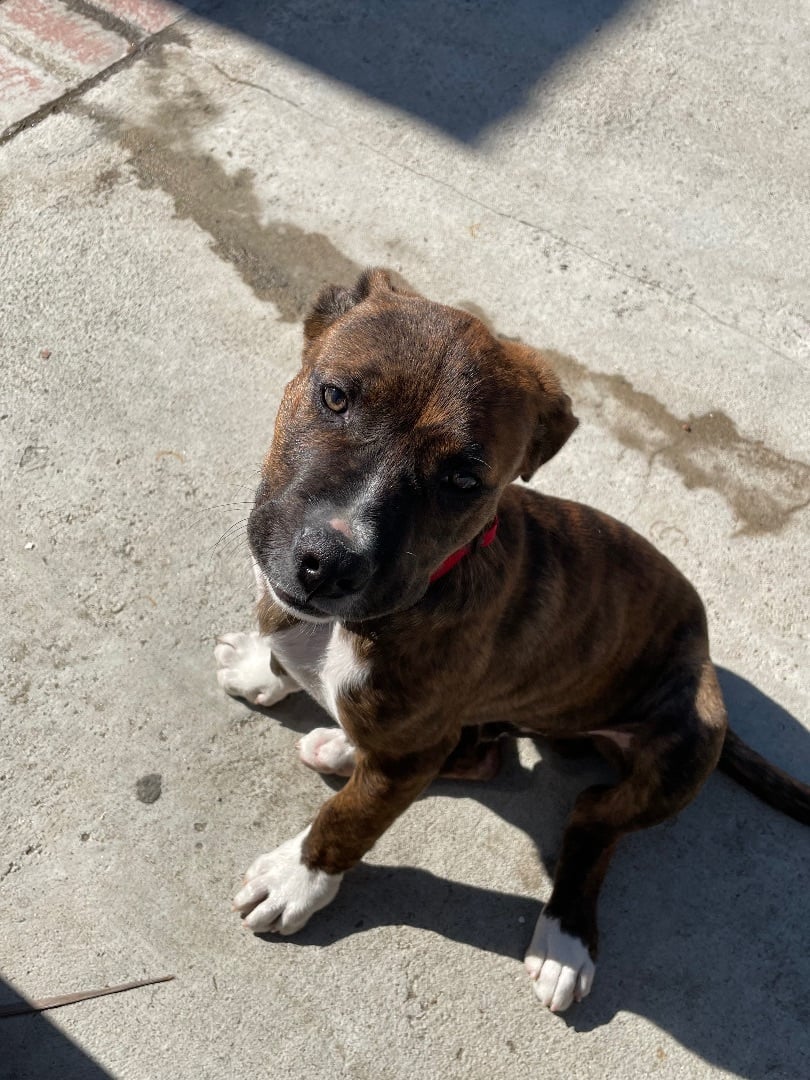 Lucky 3.5mo “goofy love bud!”