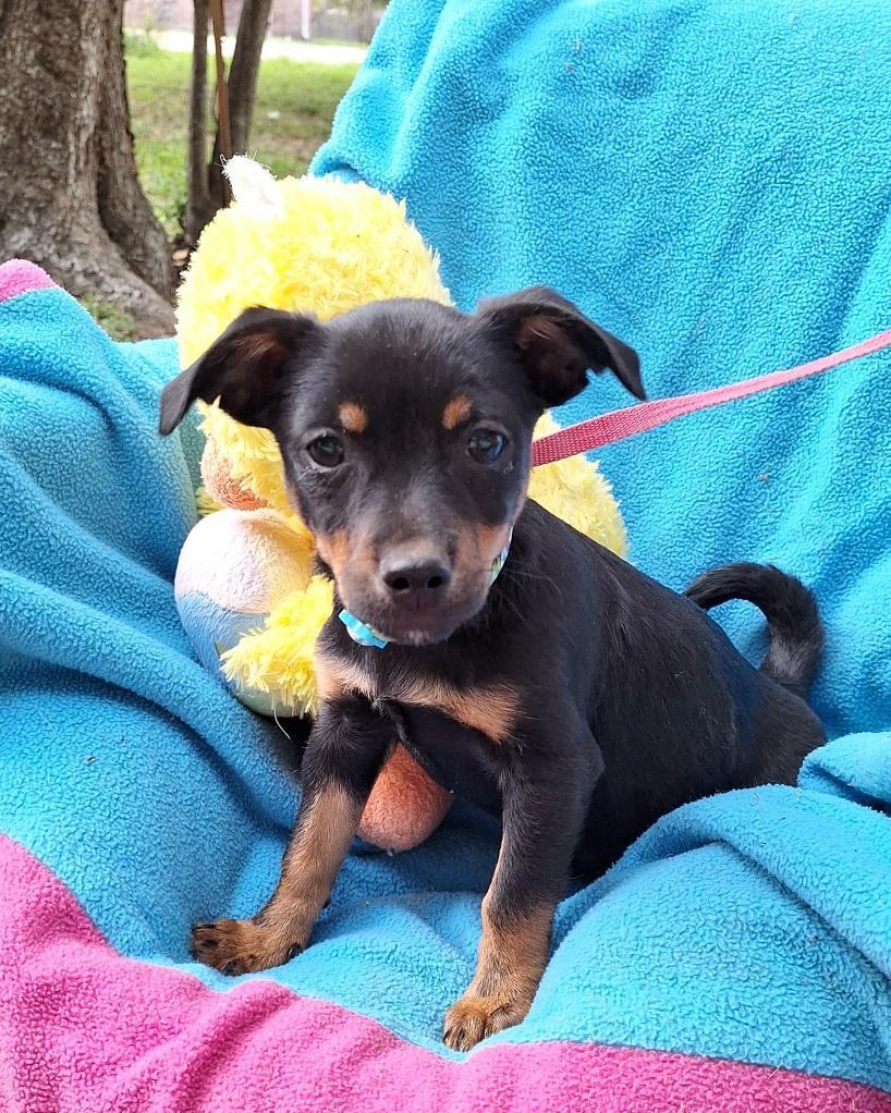 Corwin WA13080-T  LOCAL Adoption Event in Bellevue  03/22 & 03/23