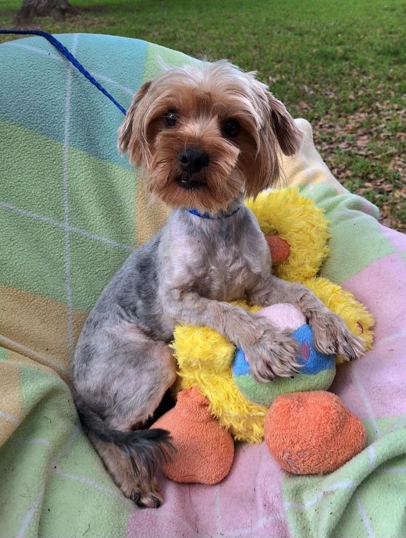 Frasquito WA13149-T  LOCAL Adoption Event in Bellevue  03/22 & 03/23