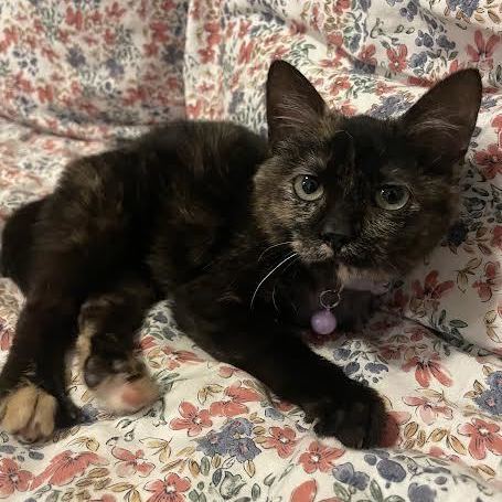 Bunny (138976) (In a Foster Home)