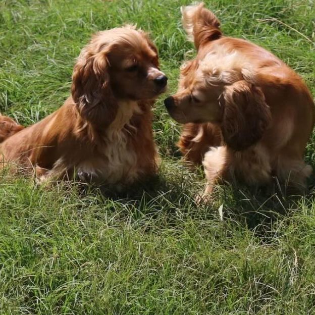 Lady and Penny (adoptable separately)