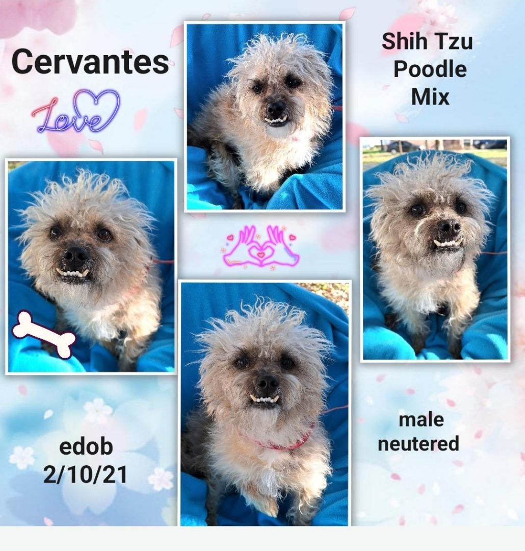 Cervantes WA13101-T  LOCAL Adoption Event in Bellevue  03/22 & 03/23