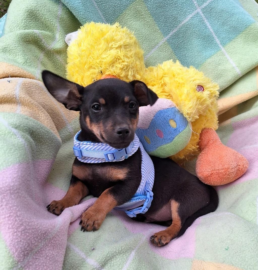 Chetano WA13079-T  LOCAL Adoption Event in Bellevue  03/22 & 03/23